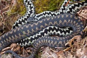 Intertwined male and female adders, The Peak District.